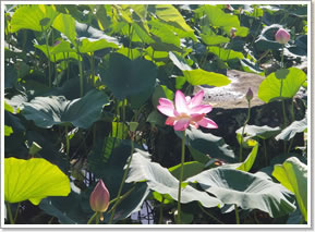 蓮の花