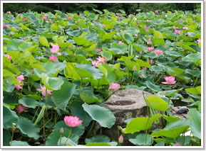蓮の花