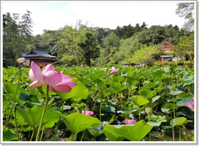 蓮の花