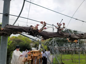 安心院葡萄酒工房 栽培祈願祭