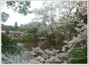 桜の開花情報