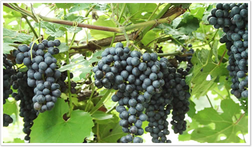 安心院葡萄酒工房で栽培されるブドウ
